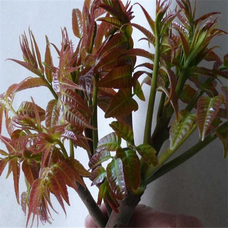 泰安蓝莓苗 奥尼尔蓝莓苗 兔眼蓝莓苗